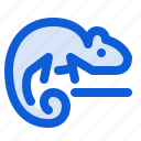 chameleon, reptile, pet, animal, lizard, wildlife