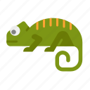 animal, chameleon, lizard, reptile, amphibian, lizards, petshop