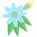 blue, flower, plant, seed