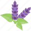 flower, plant, purple, seed 