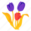 tulips, plant, flower, leaf 