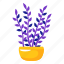 zamioculcas, zamiifolia, plant, flower, leaf 