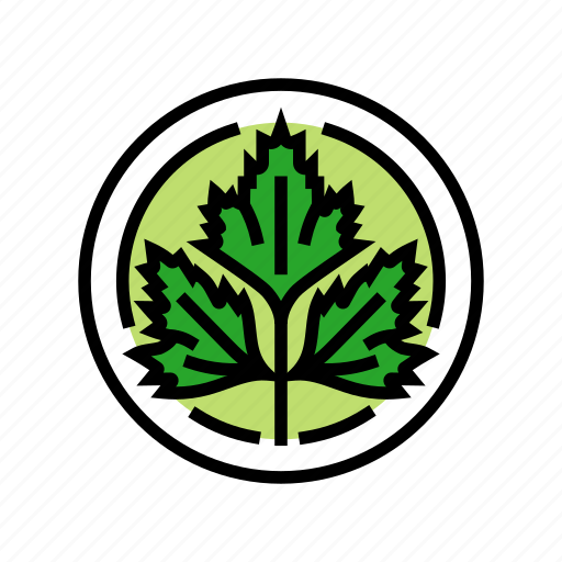 Cilantro, cosmetic, plant, natural, green, product icon - Download on Iconfinder