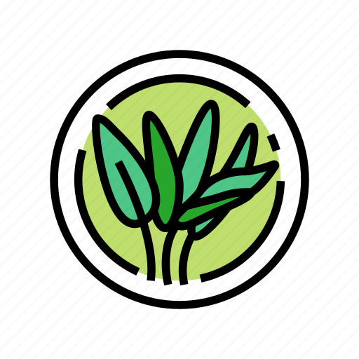 Sage, cosmetic, plant, natural, green, product icon - Download on Iconfinder