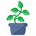 indoor plant, decorative plant, houseplant, potted plant, nature