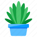 indoor plant, decorative plant, houseplant, potted plant, nature