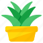 indoor plant, decorative plant, houseplant, potted plant, nature 