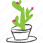 cacti, cactus, flowery, pink plant, planter, succulent 