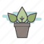flower, house plant, indoor, leaf, plant, pot 