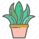 cactus, garden, leaves, nature, plant, plants, pot