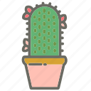 cactus, garden, leaves, nature, plant, plants, pot