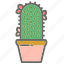 cactus, garden, leaves, nature, plant, plants, pot 
