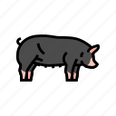 berkshire, pig, breed, pork, farm, animal