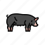 berkshire, pig, breed, pork, farm, animal 