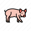 cute, piglet, pig, farm, pork, animal