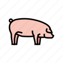 landrace, pig, breed, pork, farm, animal