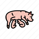 pig, piglets, farm, pork, animal, piglet