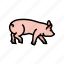 running, pig, farm, pork, animal, piglet 