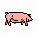 yorkshire, pig, breed, pork, farm, animal