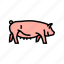 yorkshire, pig, breed, pork, farm, animal 