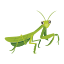 stick bug, predator insect, mantis, green mantis, mantis insect 