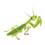 praying mantis icons, cute mantis, mantodea, leaf mantis, stick insect 