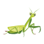 praying mantis icons, cute mantis, mantodea, leaf mantis, stick insect 