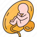 fetus, womb, pregnancy, childbirth, baby