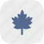 canada, leaf, nature, rounded, square 