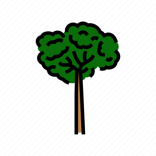 Brazil, nut, tree, rainforest, jungle, amazon icon - Download on Iconfinder