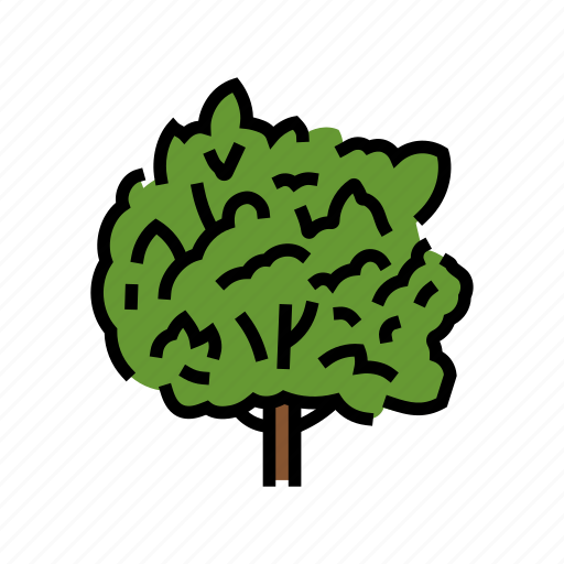 Macadamia, tree, jungle, amazon, rainforest, nature icon - Download on Iconfinder