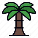 palm, date palm, palm tree, cultures, desert, tree, nature, fruit, dates