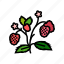 berries, plant, raspberry, fruit, berry, red 