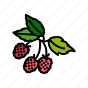raspberry, plant, delicious, fruit, berry, red