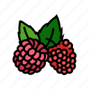 raspberry, plant, leaf, fresh, fruit, berry