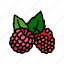 raspberry, plant, leaf, fresh, fruit, berry 