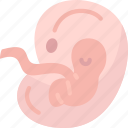 fetus, womb, baby, embryo, pregnancy