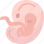 fetus, womb, baby, embryo, pregnancy 