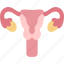 reproductive, female, ovary, gynecology, health 