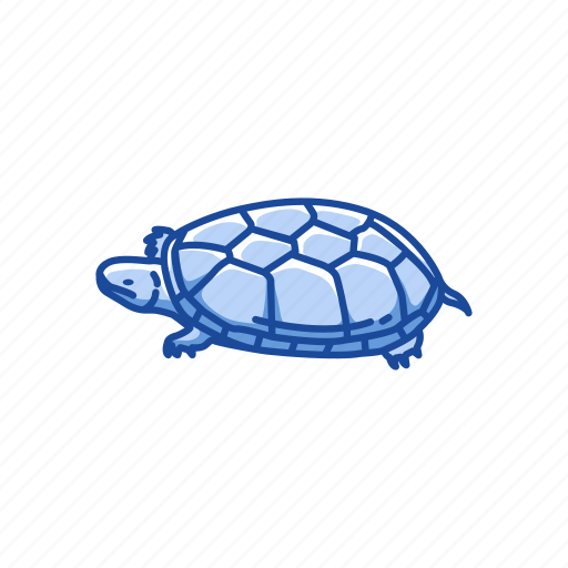 Animal, kinosternon, mud turtle, pet, reptile, shell, turtle icon - Download on Iconfinder