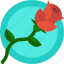 flower, gift, love, romance, rose, valentines 