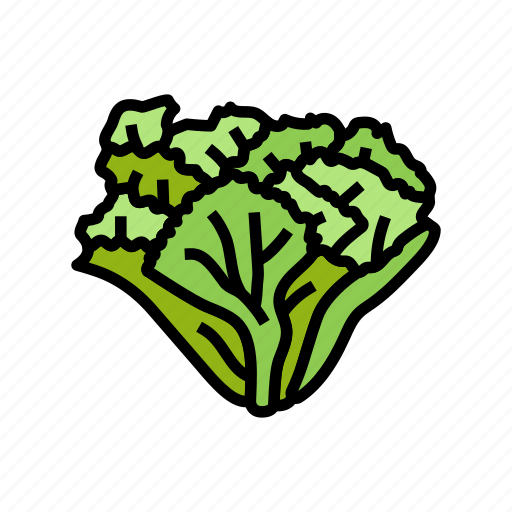 Escarole, salad, food, healthy, green, fresh icon - Download on Iconfinder