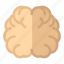 brain, education, hemisphere, knowledge 