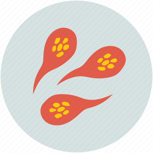 Sperms, sperms cells, reproduction, sperm icon - Download on Iconfinder