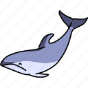 animal, ocean, dolphin