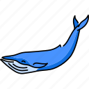 blue, whale, marine, mammal