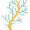 wireweed, seaweed, plant, underwater, marine