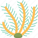 sea, fern, subtidal, plant, marine