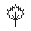 leaf, nature, plant, green, ecology, tree, natural, food
