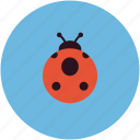 ladybug, bug, ladybird, virus